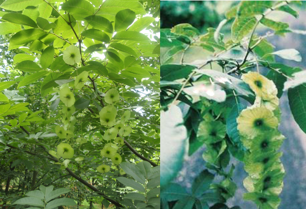 1765868347734709.png 0a06f5a2-9e9c-4963-936c-8f759c480525.png